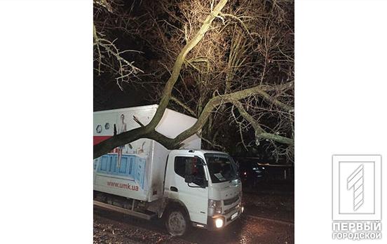 У Кривому Розі впало дерево на вантажний автомобіль