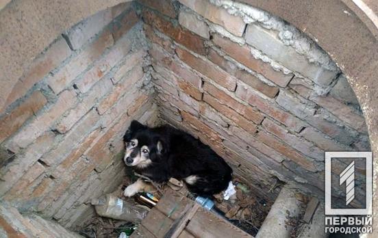В Кривом Роге в открытый колодец упал щенок, его вытаскивали спасатели