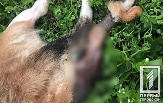 В Кривом Роге нашли мёртвую собаку, с которой сняли шкуру (18+)