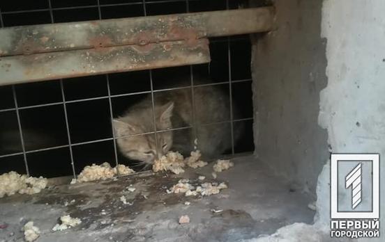 В подвале одной из школ Кривого Рога замуровали котят, – соцсети