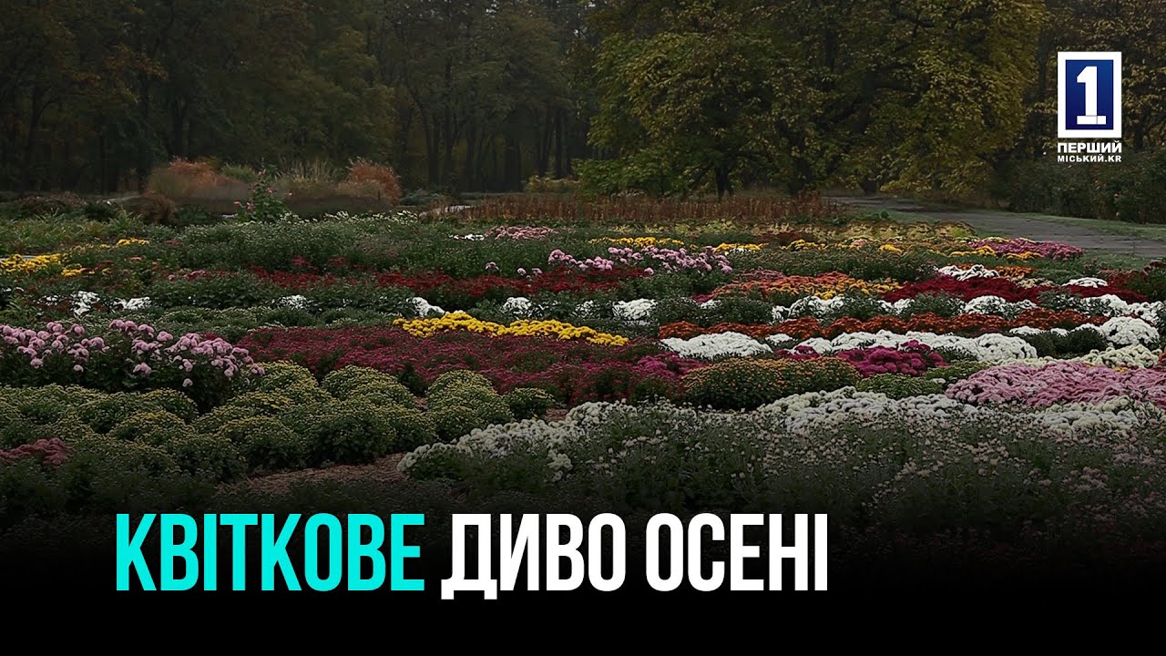 ОСІННІЙ БАЛ: У БОТАНІЧНОМУ САДУ КРИВОГО РОГУ РОЗКВІЛИ ХРИЗАНТЕМИ