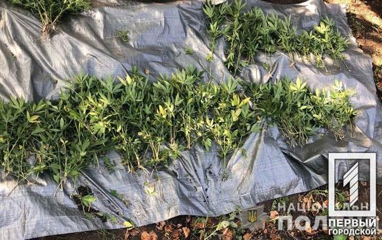 На территории частного домовладения под Кривым Рогом правоохранители обнаружили 300 растений конопли