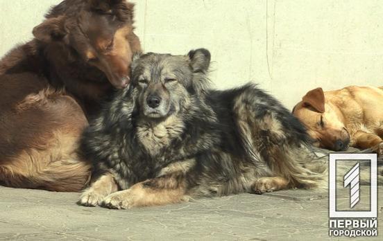 В Украине предлагают наказывать заключением людей, издевающихся над животными – петиция