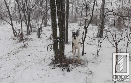 У Кривому Розі небайдужа містянка врятувала пса, котрого покинули у лісосмузі