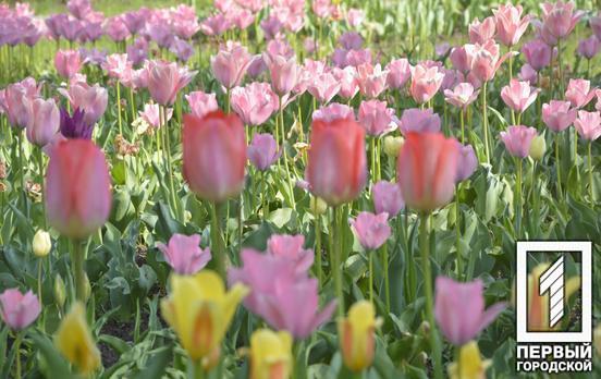Криворізький ботанічний сад зарошує помилуватися квітуванням тюльпанів