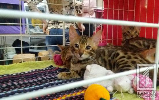 В Кривой Рог приехали манчкины и тойгеры: в городе открылась выставка кошек редких пород