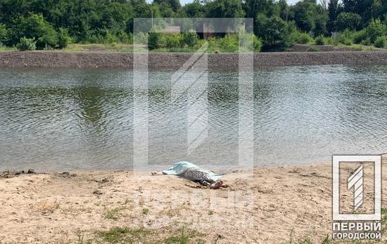 На общественном пляже в одном из районов Кривого Рога утонула женщина