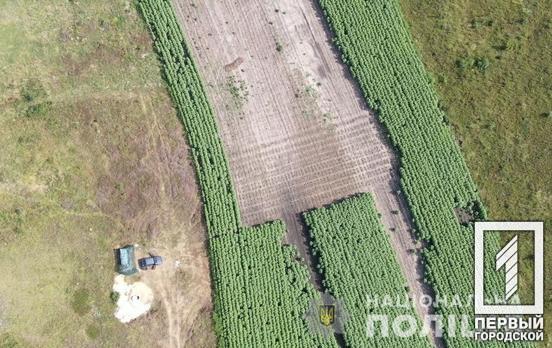 Гектар конопель: правоохоронці затримали двох жителів Кривого Рогу за висадження незаконних плантацій