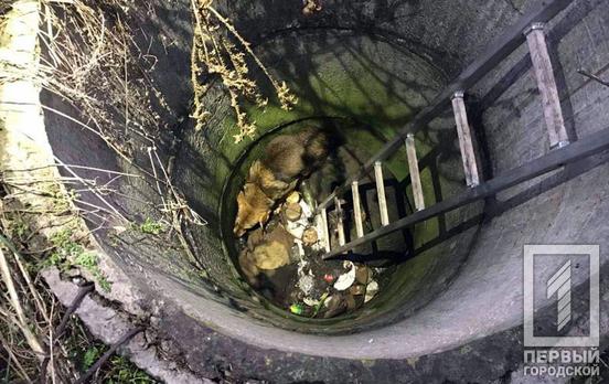 Недалеко от Кривого Рога спасатели достали пса с четырёхметровой глубины