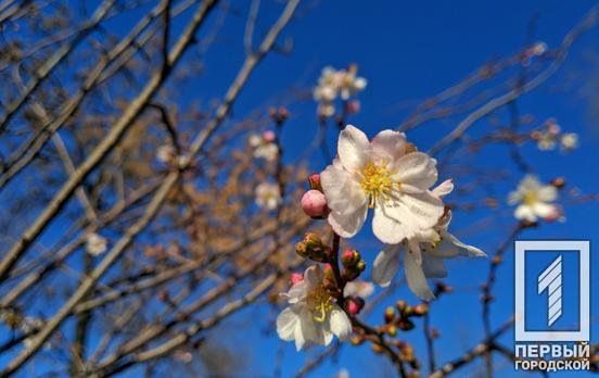 Весна посреди зимы: в одном из парков Кривого Рога расцвели сакуры