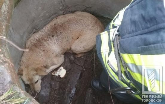 В Кривом Роге спасатели достали пса из колодца