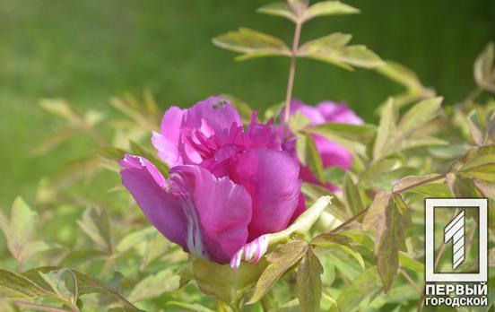 Почувствуйте весеннюю цветущую эйфорию: в ботаническом саду Кривого Рога начался сезон цветения церцисов и пионов