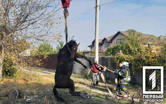 Спасатели Кривого Рога помогли лошади, которая провалилась задними ногами в яму глубиной два метра