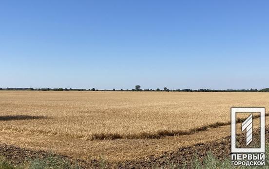 Внаслідок повномасштабної війни з російськими окупантами у світі лишилось запасів пшениці на 10 тижнів
