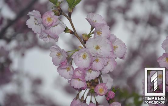 У Криворізькому ботанічному саду розквітли сакури