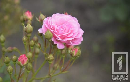 Ботанический сад Кривого Рога приглашает горожан насладиться цветением коллекции роз