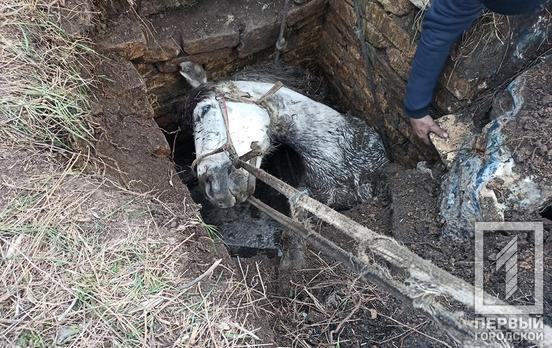 В Кривом Роге из ямы спасатели вытащили лошадь