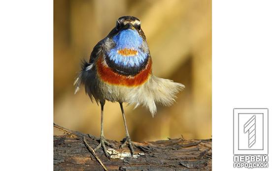 Фотограф из Кривого Рога запечатлел «птицу в галстуке»