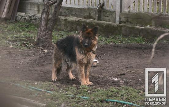 Вилучити собак через суд: у Кривому Розі почалися слухання у справі господаря, що знущається над тваринами