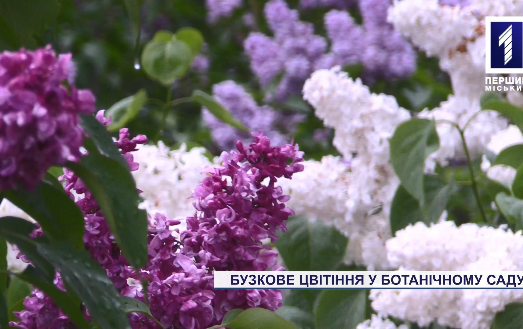 Бузкове цвітіння у Криворізькому ботанічному саду