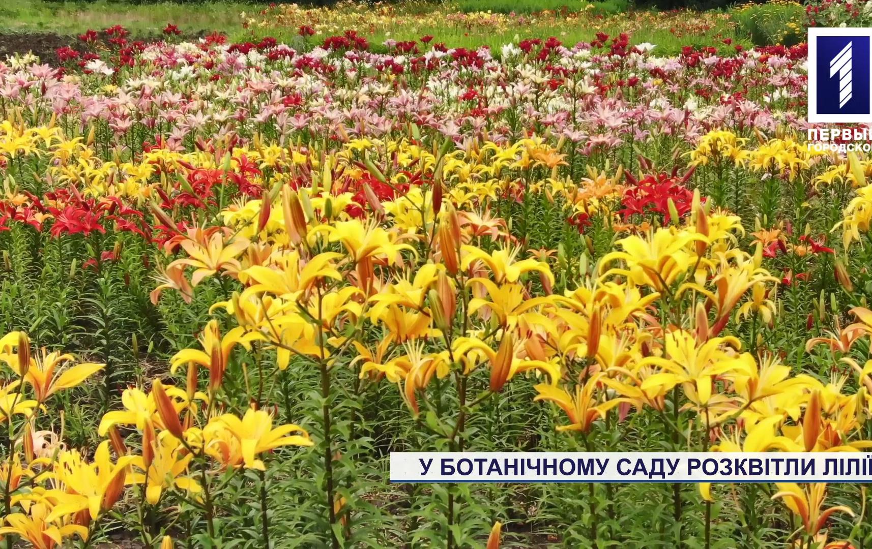 В Криворожском ботаническом саду расцвели лилии