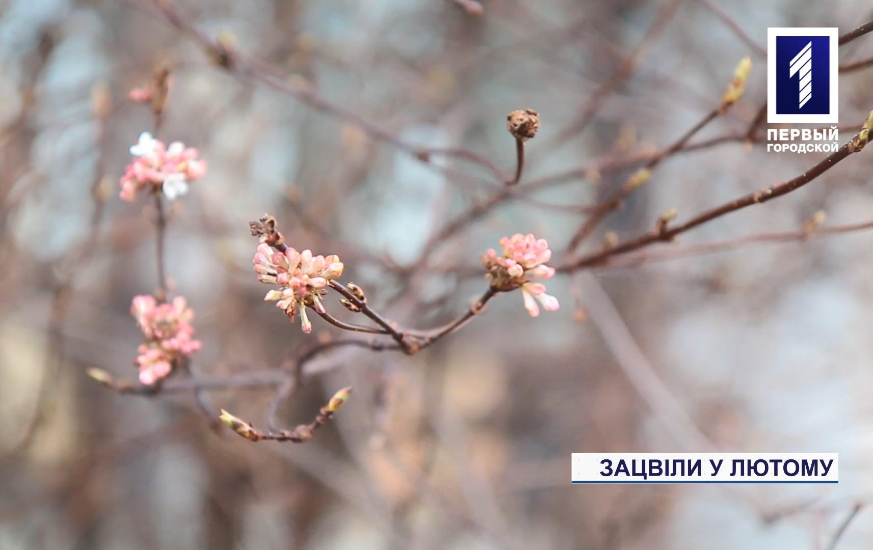 Розквітли рослини: у Кривому Розі настала рання весна
