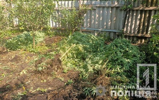 Вирощував наркотики на городі: у Криворізькому районі правоохоронці виявили насадження конопель