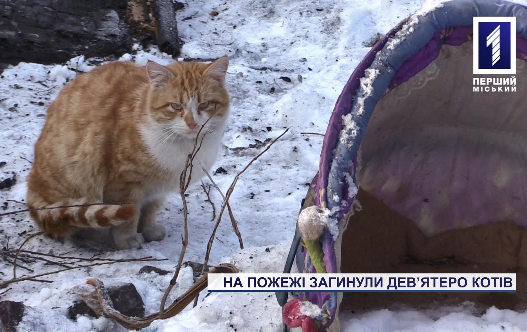 На пожежі у Кривому Розі загинули коти