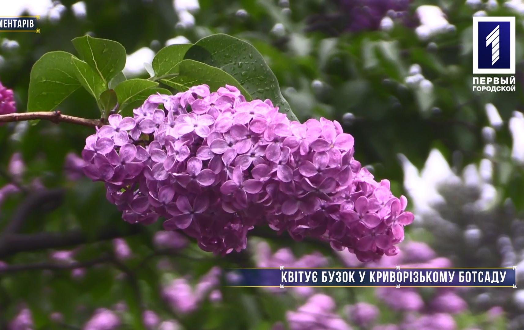 Без коментарів: у Кривому Розі нарешті розквітнув бузок