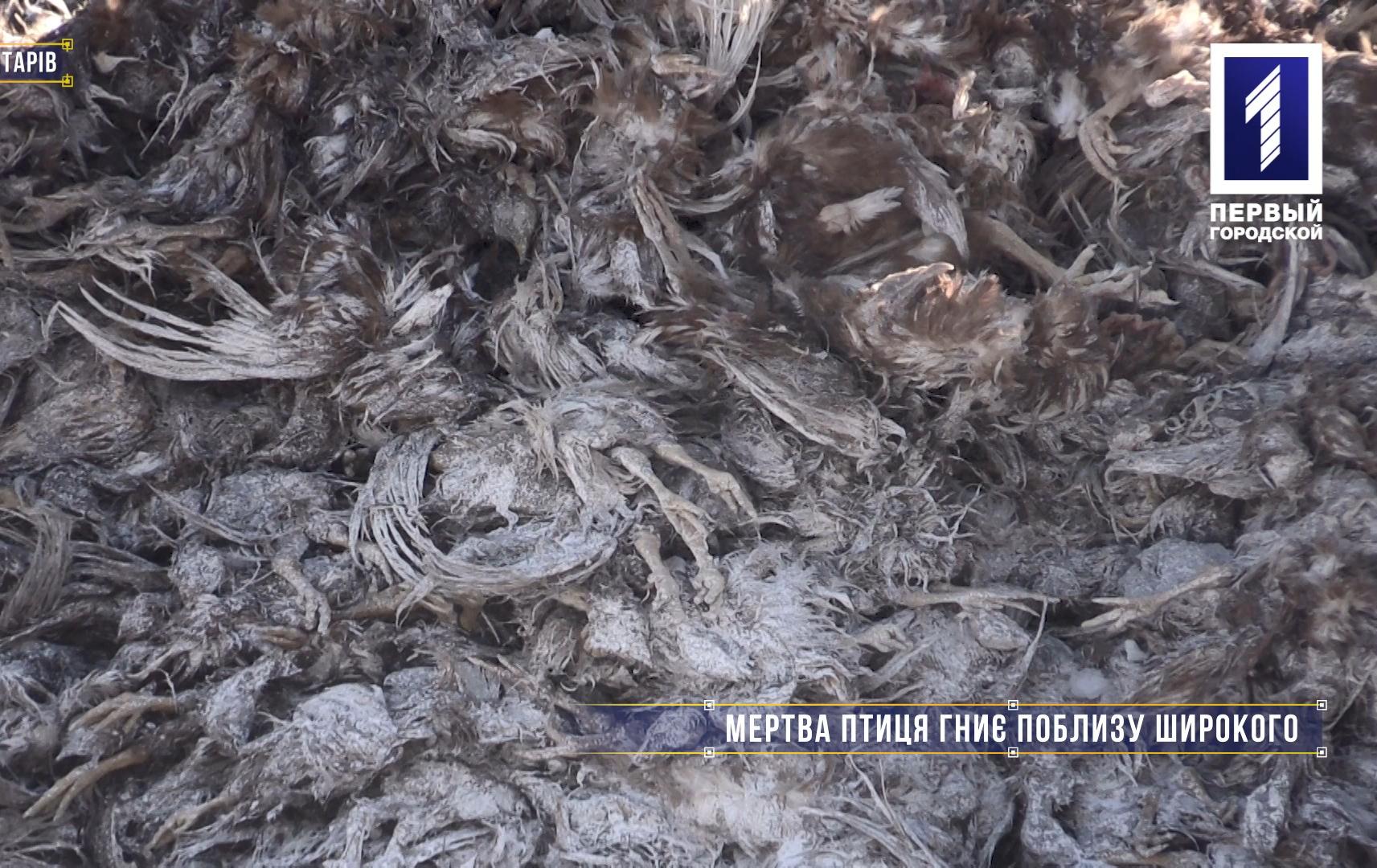 Без коментарів: мертва птиця гниє поблизу Широкого