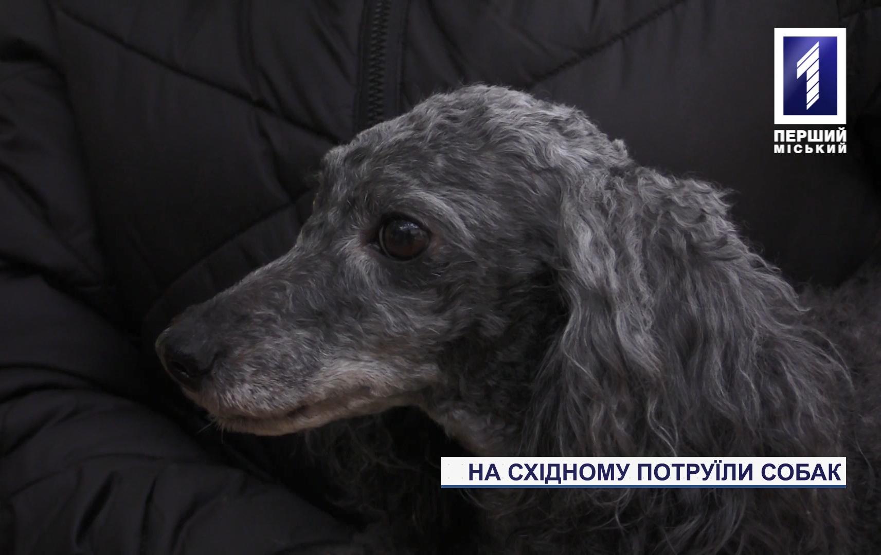 В одному з районів Кривого Рогу масово отруїли собак