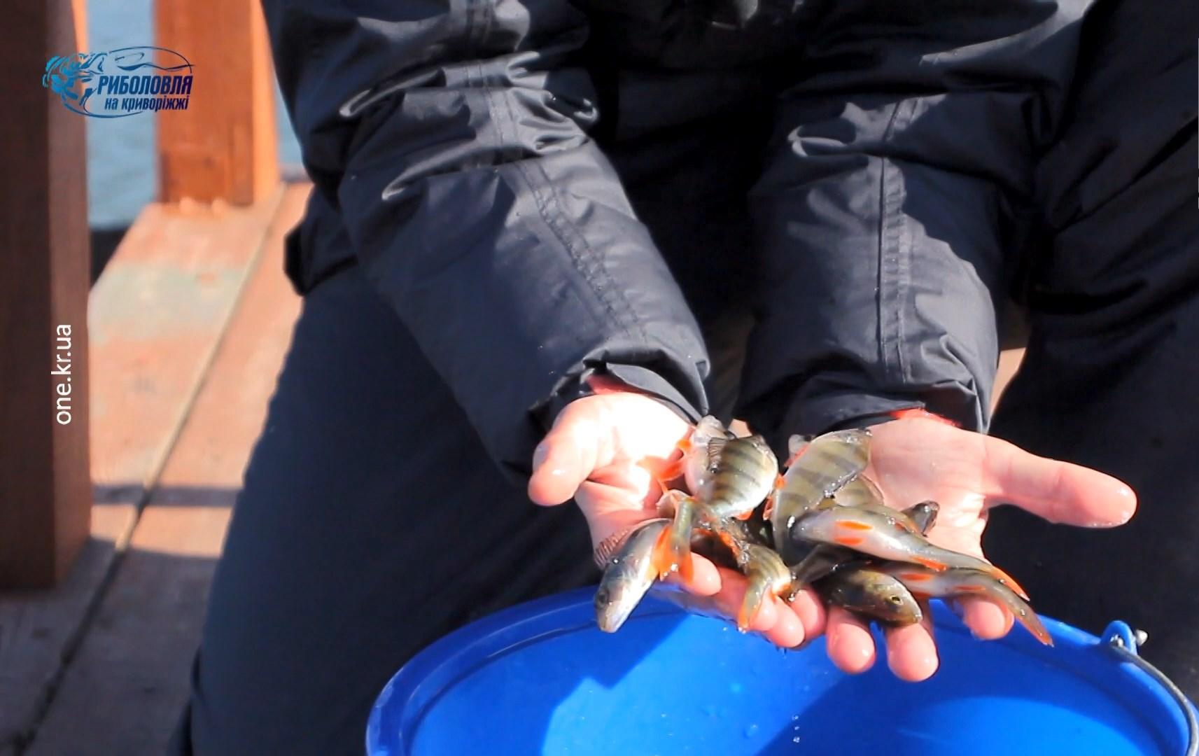 Риболовля на Криворіжжі: ловля окуня на зимову вудку