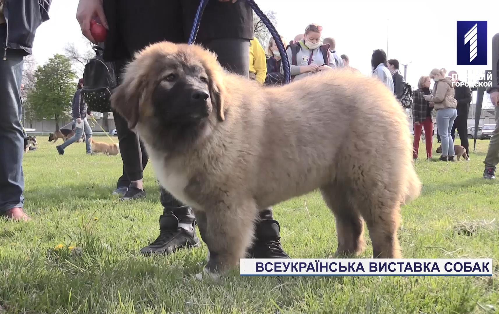 Всеукраїнська виставка собак «Весна Кривбасу – 2021» відбулася у Кривому Розі