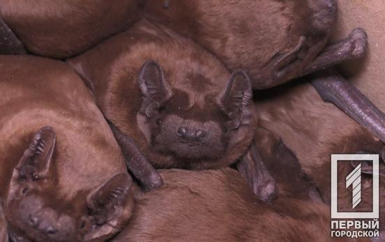 Почти полсотни летучих мышей, которых спасли в Кривом Роге, доставили в харьковский Центр реабилитации рукокрылых