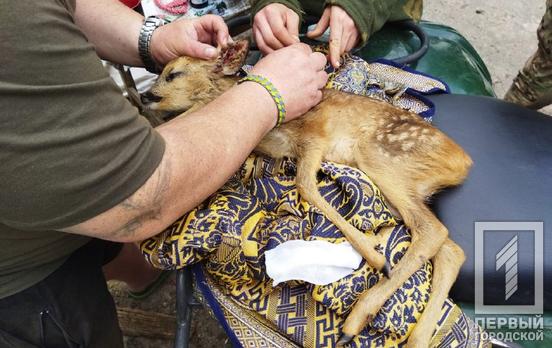 Криворожские терробороновцы спасли обессиленного олененка, мать которого подорвалась на растяжке оккупантов