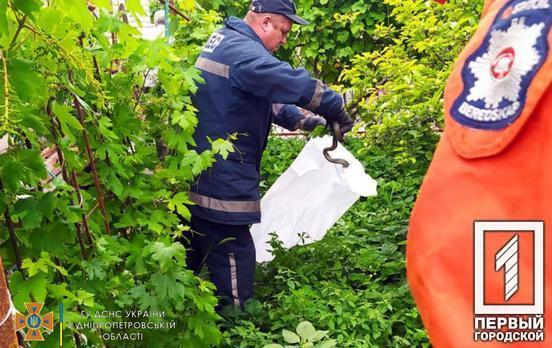 В Кривом Роге спасатели поймали змею на территории частного домовладения
