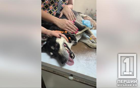 Температура 40,3, піна з рота, судоми: у Кривому Розі на «Східному» виродки отруїли улюбленця дітей