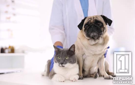 Кожен укус може бути смертельним без вакцинації: на Дніпропетровщині зафіксували два випадки сказу в людей, є загиблий