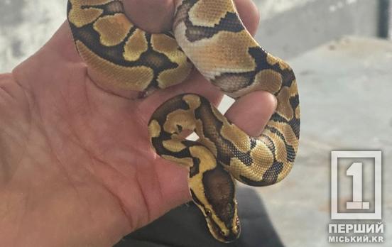 Пасажир з роздвоєним язиком тримав курс на Дніпропетровщину: прикордонники затримали водія Mercedes з пітоном