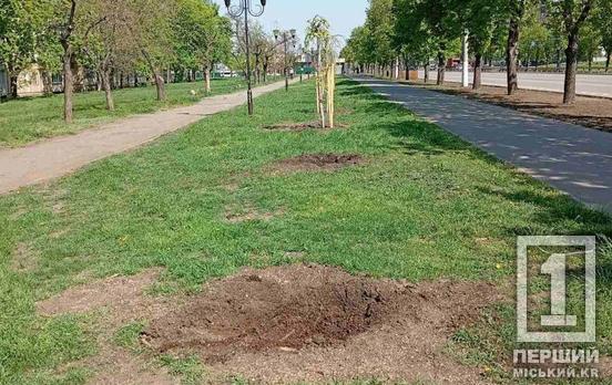 Невдячність по-криворізьки: на Спасівській вкрали нещодавно висаджені дерева