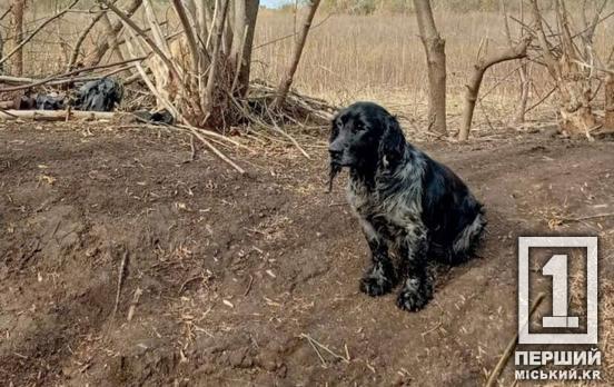 Вберігав воїнів від небезпеки, а себе не зміг: у в/ч 3011 НГУ розповіли історію загиблого пухнастого побратима, спанієля Чарлі