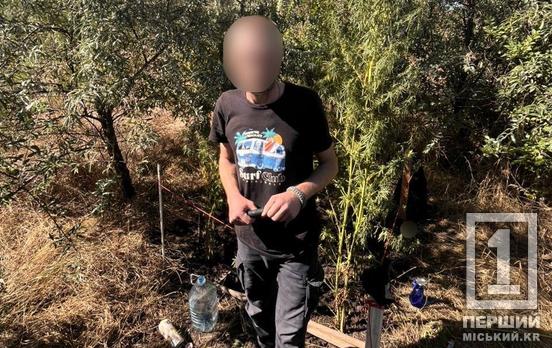 Висадив свою наркосмугу серед дерев: у Кривому Розі затримали «піклувальника» конопель
