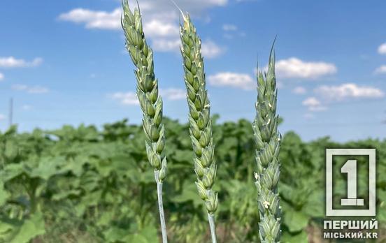 Жіноча сила в агросекторі: підприємиці Дніпропетровщини можуть отримати до 7000 доларів та пройти навчання для розвитку бізнесу