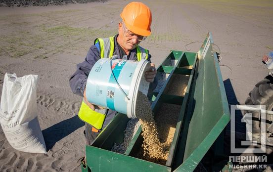 На Північному ГЗК Метінвесту засіють житом 75 гектарів хвостосховища