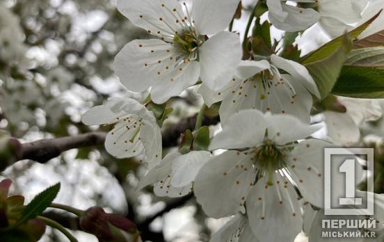 Постраждав навіть горох: квітневі заморозки знищили частину врожаю  на Дніпропетровщині