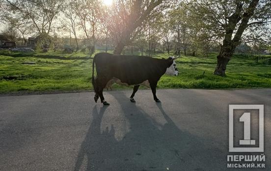 Рогата ДТП: у Криворізькому районі мотоцикліста госпіталізували після зіткнення з коровою