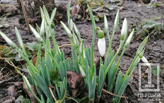 До 3655 гривень штрафу: в Україні каратимуть за зривання та продаж первоцвітів