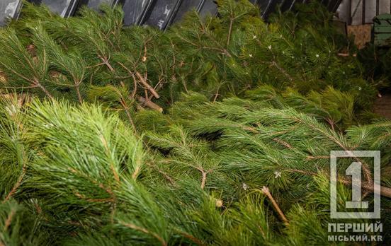 Лимитированный товар: сколько новогодних елок выделили для жителей Днепропетровщины