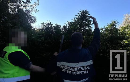 Мали на ділянках понад 400 кущів дурману: троє криворіжців прогоріли на вирощуванні конопель і опинилися під слідством