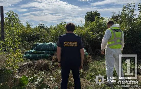 Понад 20 кілограмів канабісу та сотні кущів: у Кривому Розі та інших містах області викрили наркоаграріїв